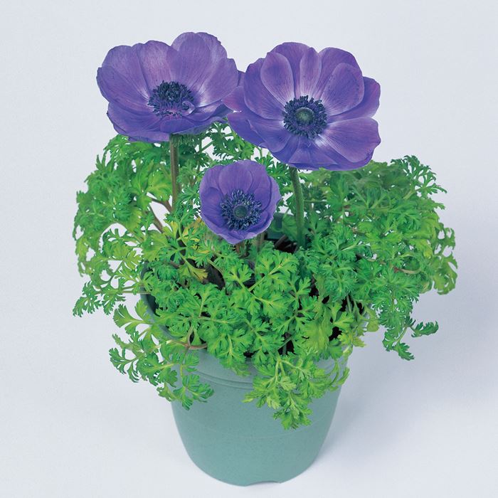 アネモネ ポルト ブルー｜種（タネ）,球根,苗,資材,ガーデニンググッズ
