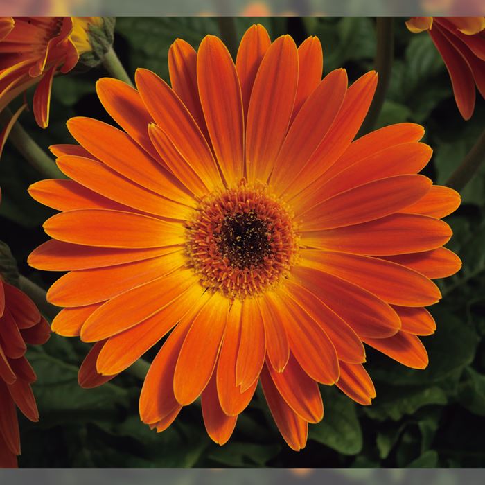 ガーベラ マジョレッテ サンセットオレンジ｜種（タネ）,球根,苗,資材