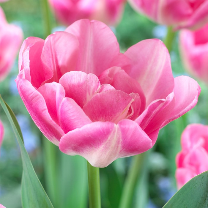 チューリップ 八重咲き アップスター｜種（タネ）,球根,苗,資材