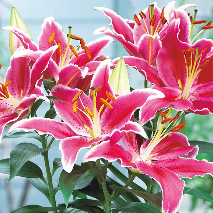 オリエンタルユリ スターライトエクスプレス｜種（タネ）,球根,苗,資材