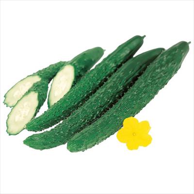 キュウリの検索結果｜種（タネ）,球根,苗,資材,ガーデニンググッズの
