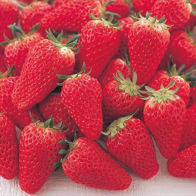 イチゴの苗｜サカタのタネ オンラインショップ