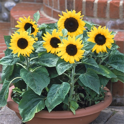 ヒマワリ ジュニア｜種（タネ）,球根,苗,資材,ガーデニンググッズの