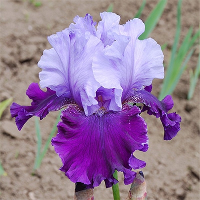 ジャーマンアイリス グレートギャッツビー｜種（タネ）,球根,苗,資材