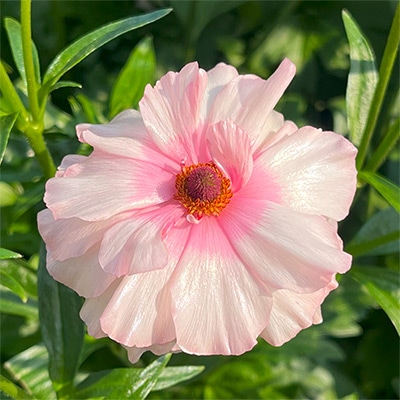 ラナンキュラス ラックス｜種（タネ）,球根,苗,資材,ガーデニング