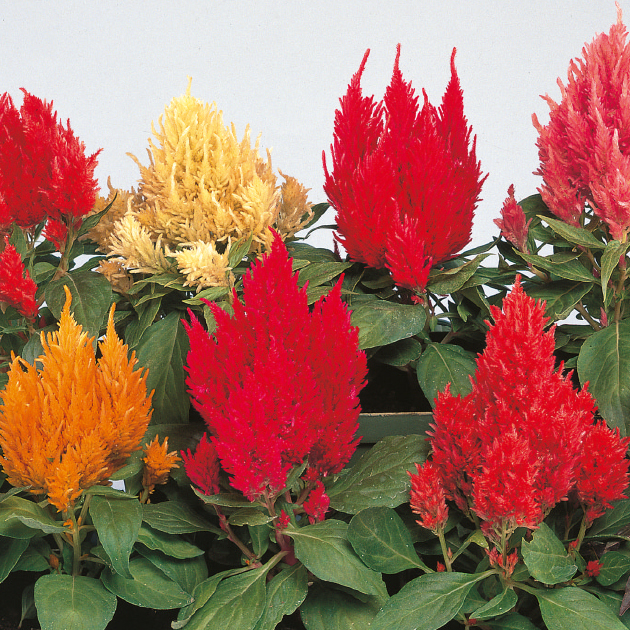 ケイトウの育て方・栽培方法｜失敗しない栽培レッスン（草花）｜サカタ