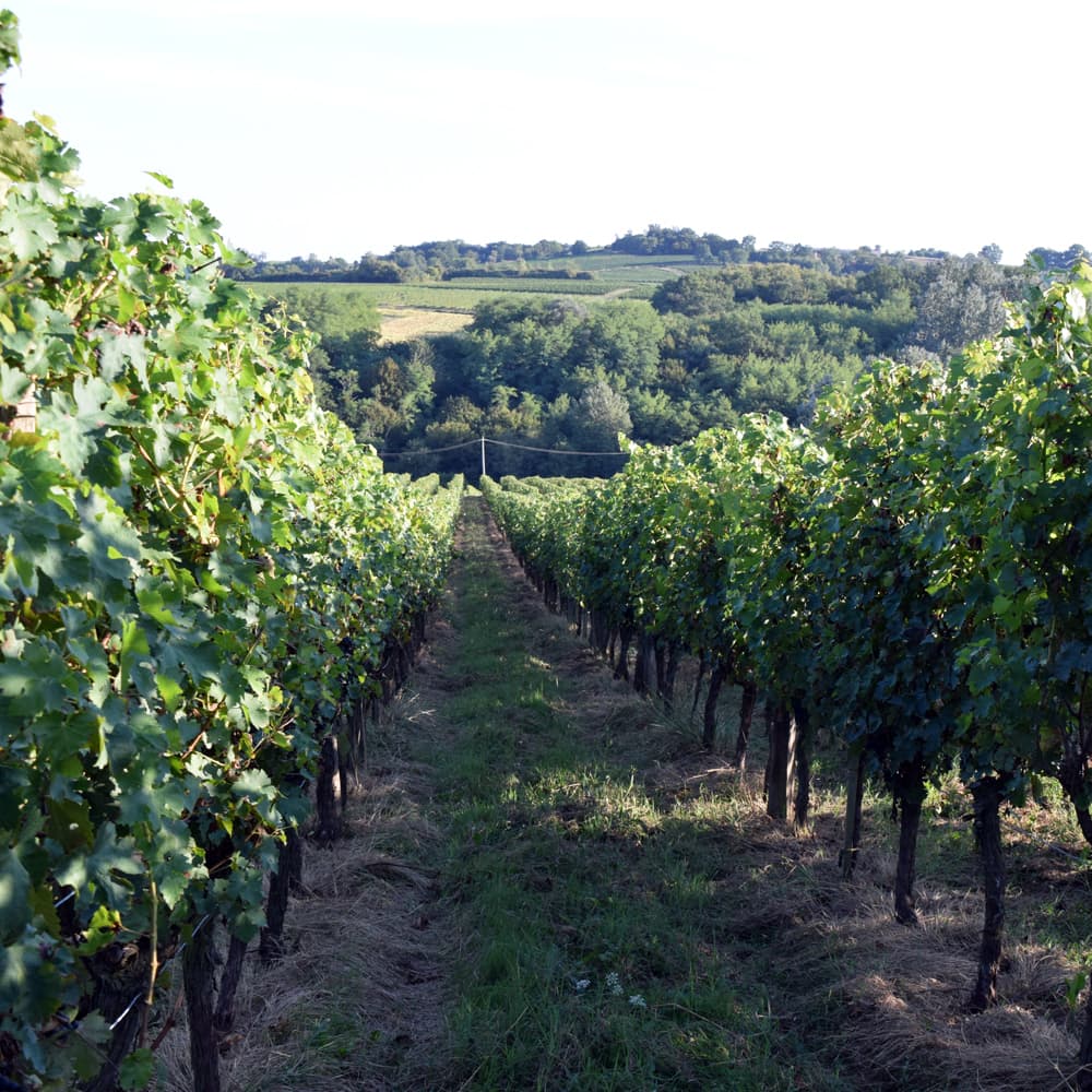 ボルドー 干支ワイン（午） 赤 フランス(ボルドー地方) オーガニック