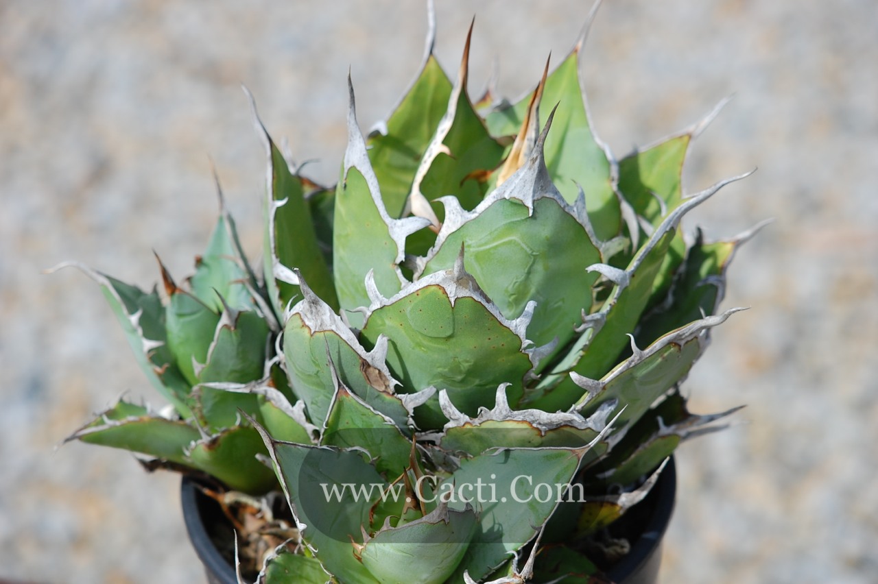 Agave titanota - Cacti.com
