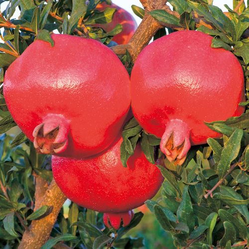 ザクロ・中華石榴王（ちゅうかざくろおう）| 種・苗・ガーデニング用品