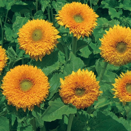 ひまわり・オレンジサン| 種・苗・ガーデニング用品の【タキイネット通販】