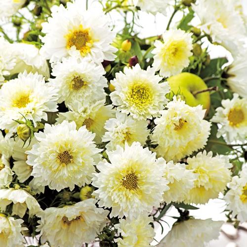 コスモス・ダブルクリック スノーパフ| 種・苗・ガーデニング用品の