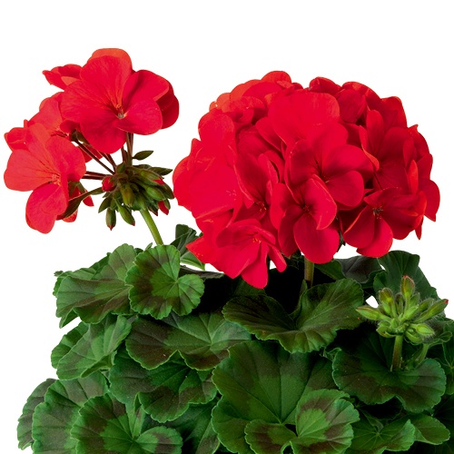 ゼラニューム・F1リンゴ2000 ディープレッド| 種・苗・ガーデニング