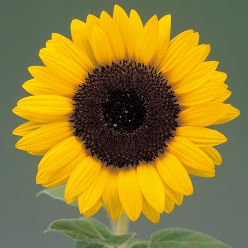 ひまわり・F1サマーサンリッチ オレンジ45| 種・苗・ガーデニング用品