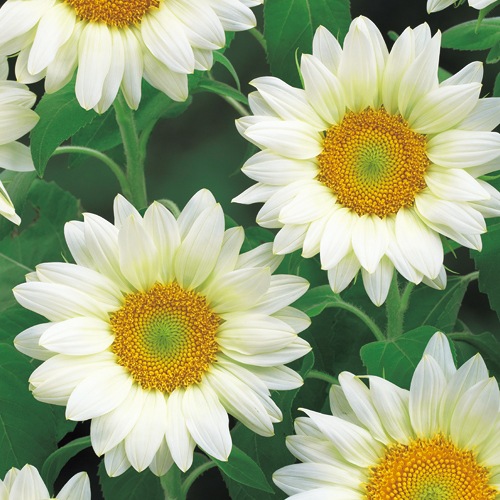 733-FHM532.jpg?202602031613