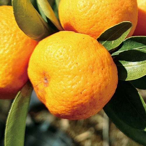 桜島小みかん| 種・苗・ガーデニング用品の【タキイネット通販】