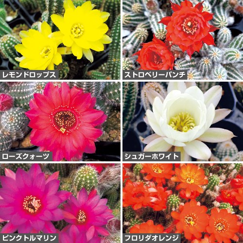 人気の花サボテン セット| 種・苗・ガーデニング用品の【タキイネット