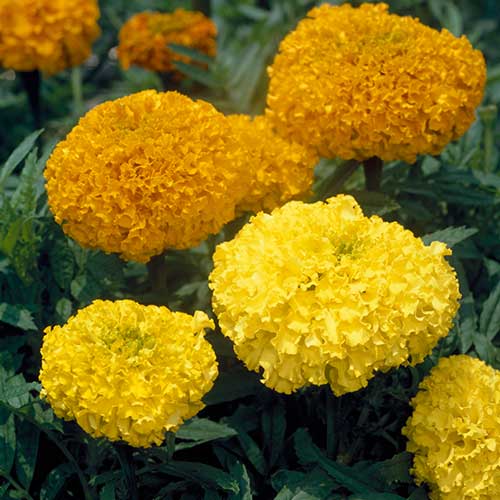 景観用アフリカンマリーゴールド・高性大輪 混合| 種・苗