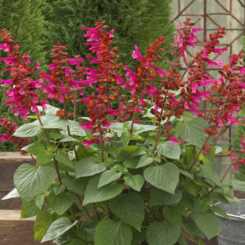 サルビア・リトルバード ホットピンク 農水省登録品種（品種名：TL966