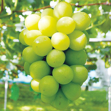 ブドウ・天晴（あっぱれ）| 種・苗・ガーデニング用品の【タキイネット