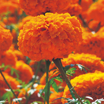 万寿菊（アフリカンマリーゴールド）・F1ガルーダ オレンジ| 種・苗