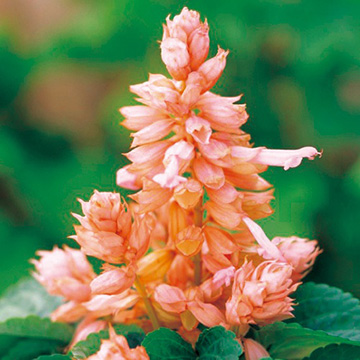 733-FSR272.jpg?202602031613