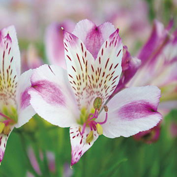 アルストロメリアの苗｜タキイネット通販【公式】