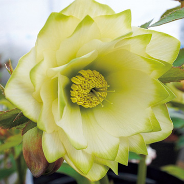 クリスマスローズの苗｜タキイネット通販【公式】