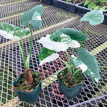 733-NIN042.jpg?202602031613