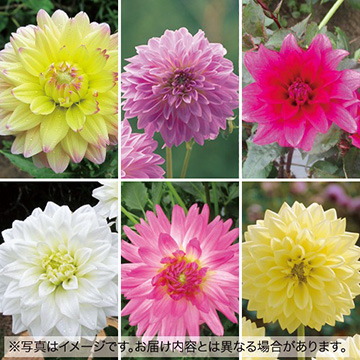 球根セット ①②③④ あずき様 球根セット ①②③④ あずき様 球根