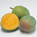 マンゴー・マハチャノック【大苗】| 種・苗・ガーデニング用品の