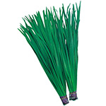 ニラ・広巾にら| 種・苗・ガーデニング用品の【タキイネット通販】