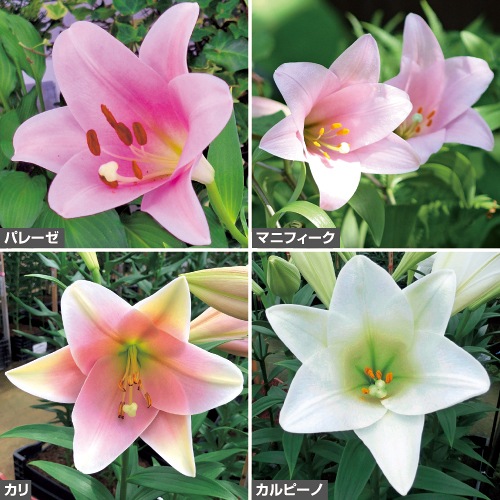 鉄砲ゆり交配種 セット| 種・苗・ガーデニング用品の【タキイネット通販】