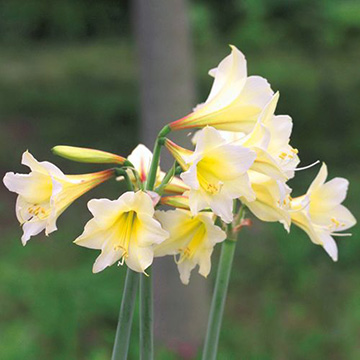 球根セット｜タキイネット通販【公式】(4ページ目)