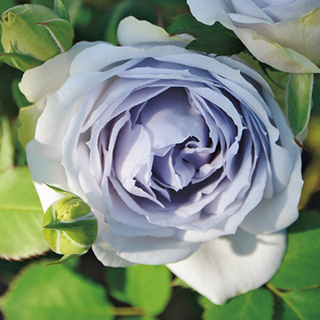 バラ・ポルト ブルー| 種・苗・ガーデニング用品の【タキイネット通販】