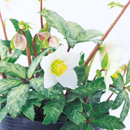 クリスマスローズ・ダブルゴールドピコティ| 種・苗・ガーデニング用品