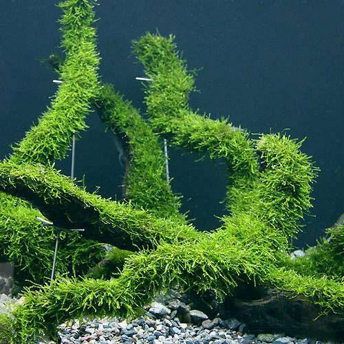 春を待つ寄せ植え 全面ウィローモス！ 春を待つ寄せ植え 全面