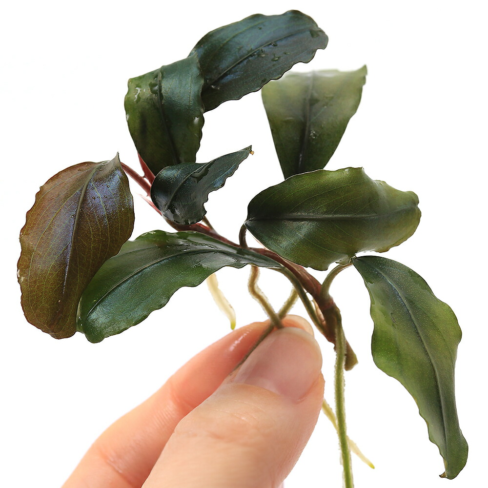 楽天市場】（水草）ブセファランドラsp．クアラクアヤン2（無農薬