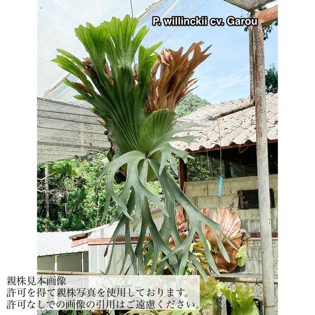 楽天市場】(現品) ビカクシダ 不明種(細葉bifurcatum系) (pup) (No