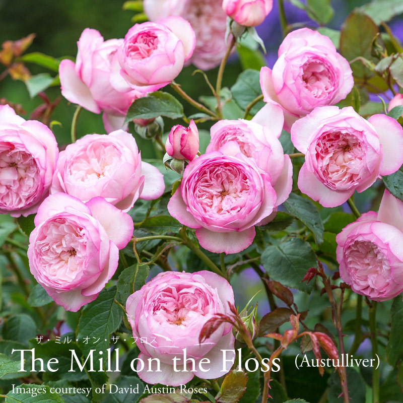 楽天市場】バラ苗 イングリッシュローズ大苗 メアリー・ディレイニー