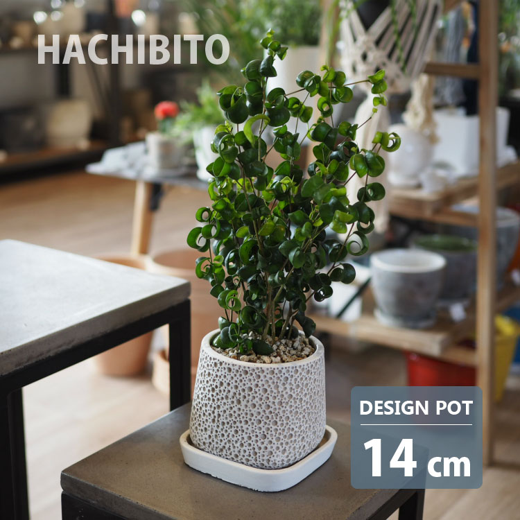 コーマ‼️小さな植木鉢 100個セット コーマ‼️小さな植木鉢 100個