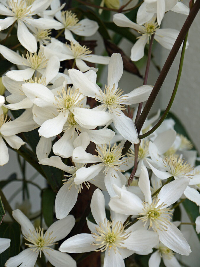 楽天市場】クレマチスアーマンディ アップルブロッサム 大苗 甘い香り