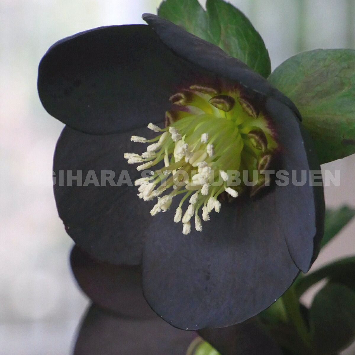 楽天市場】クリスマスローズ ブラック ダブル 大苗 : おぎはら植物園