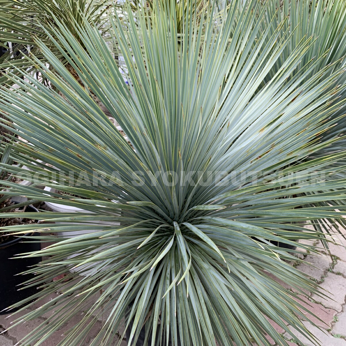 楽天市場】ユッカ アロイフォリア バリエガータ（斑入り） 5号ポット