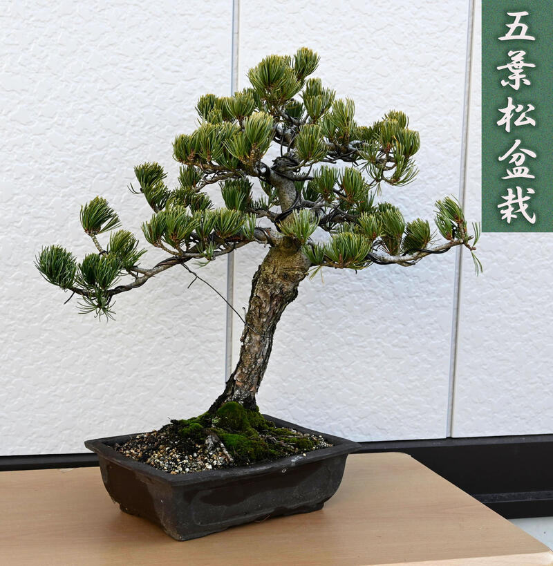 楽天市場】2026年NEW 五葉松盆栽 本格 五葉松 盆栽 縁起のよい木