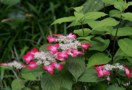 楽天市場】プレゼントに2025年5月頃開花ヤマアジサイ紅大苗