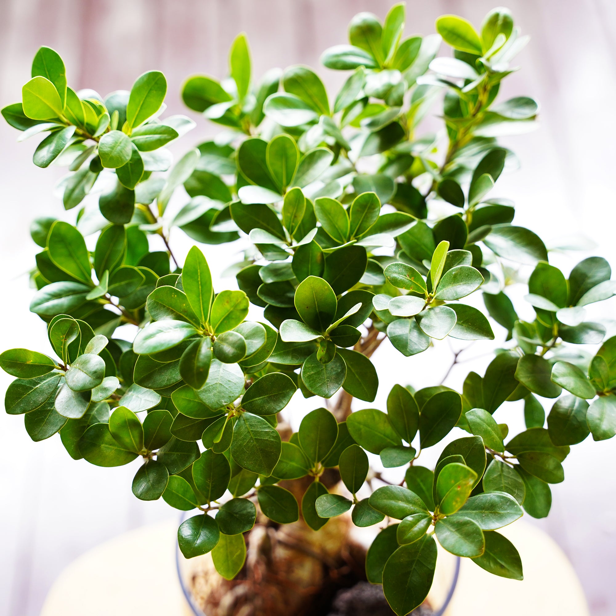 ガジュマル｜水耕栽培の観葉植物 – WOOTANG 水耕栽培の観葉植物