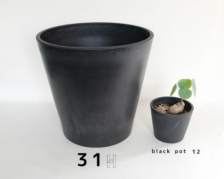 黒 プラ鉢 ブラックポット 31ハイタイプ サボテン 頑丈 おしゃれ 塊根