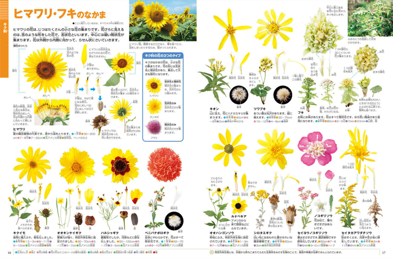 小学館 図鑑NEO DVDつきセット （既16巻） '21年度 : 脳トレ生活