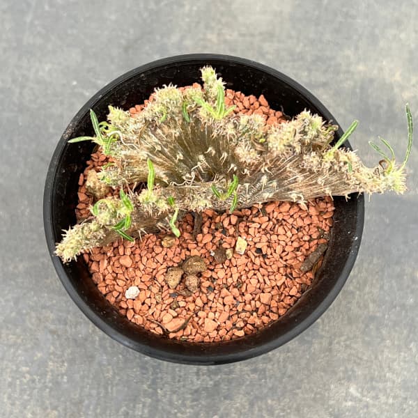 グラキリスのおすすめ人気商品一覧 通販 - Yahoo!ショッピング