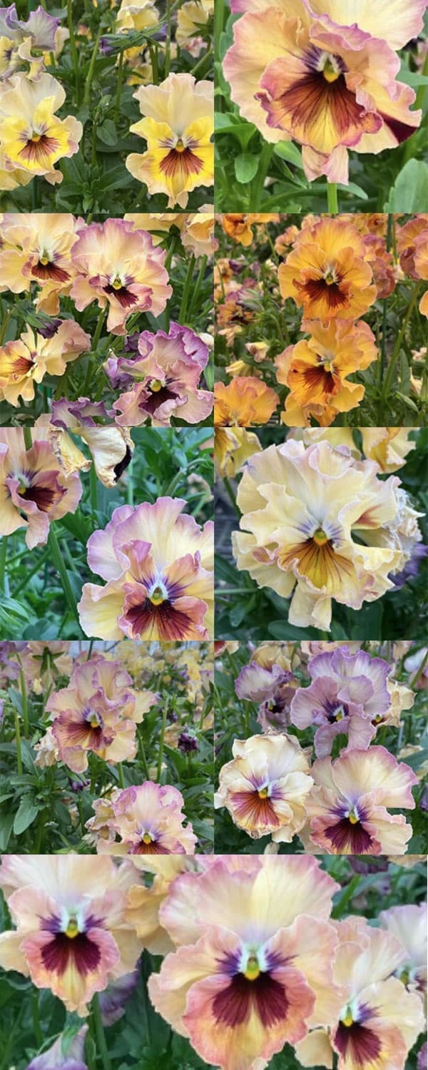 草花の苗 パンジー フェデネージュ モネ 積みわら3-3.5号ポット : 園芸